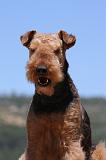 AIREDALE TERRIER 284